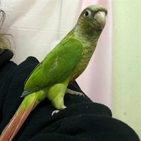 Kiwi Lloyd