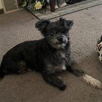 Daisy Lou Napier