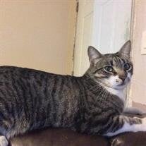 Kippy "Big Papa" Michel