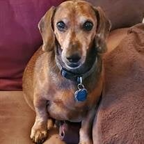 Lil' Man