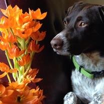 Hazel