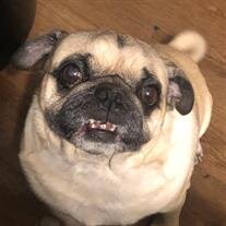 Puggy Smalls