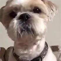 Mr. Bentley Shell