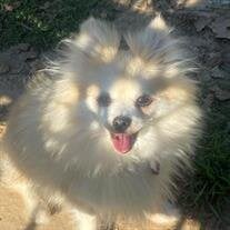 Tinkerbell Davis