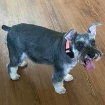 Luna Looney