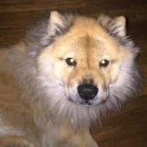 Bear Garza