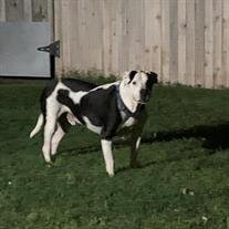 Finn