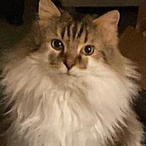Milo Gryak