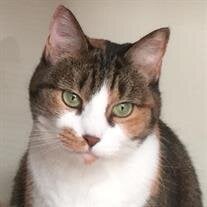 Skitty Gilmore