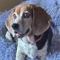 Daisy Sweatman