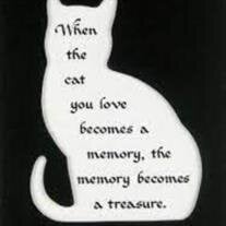Mr. Kitty Kat