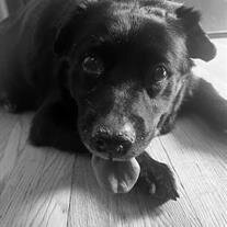 Waylon