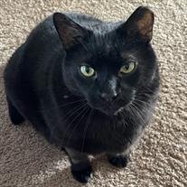 Binx Bernhardy