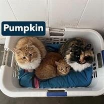 Pumpkin