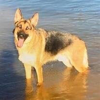 Dachs Jude Aus Dem Bach Cole