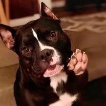 Maggie Mae Perri