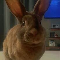 Hank