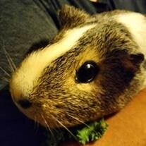 Pig Blubaugh