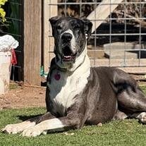 Duke