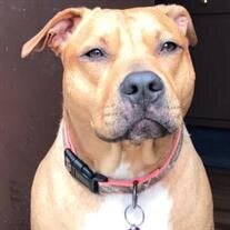 Nala Rose Jennings