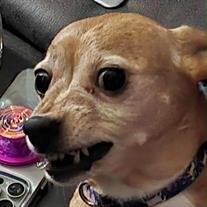 Beebles Messeck-Kimmel