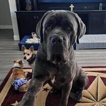 Samson