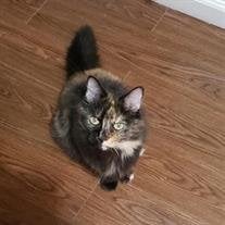 Stella