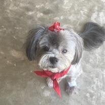 Phoebe Islas