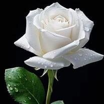 Rose Marie (Lacy) Medlock
