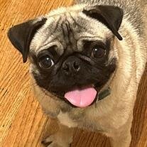 Cami