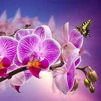 Susan Carolyn Chesebro