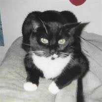 Oreo Double Stuffed Akmal