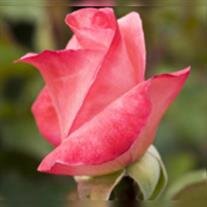 Mary Ellen Bridgewater