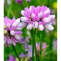 Kim Plummer (Jeddry)