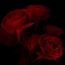 Desiree Eileen Perkins