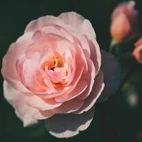 Olivia Shirley Henry