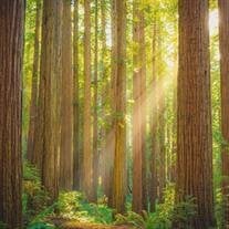 Trina D. Evans-Adams