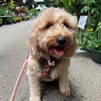 Winifred "Winnie" Harrison