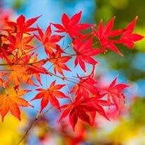 Barbara Lucille Melland