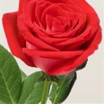 Ms. Mary Louise Lowery