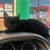 Rosco, Bruno, and Ozzy