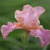 Dorothy R.. Marshall