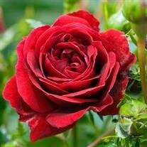 Miriam Lawson Charnock