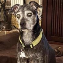 Ellie Mae Davidson
