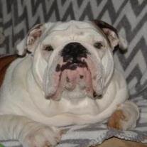 Harley Jane Lilly