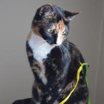 Kitty Popelka