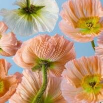 Gerda M. Cooper