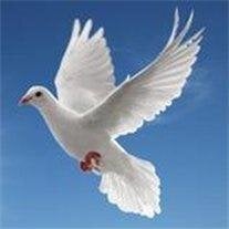 Alba Amaducci Ranieri