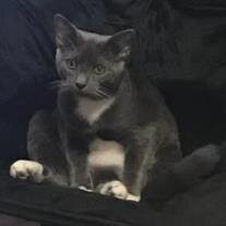 Dusty Vader Gray