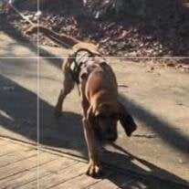 K9 Tracker Chilton County Sheriff